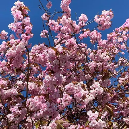 Trysnes Brygge Apart-hotel 4*