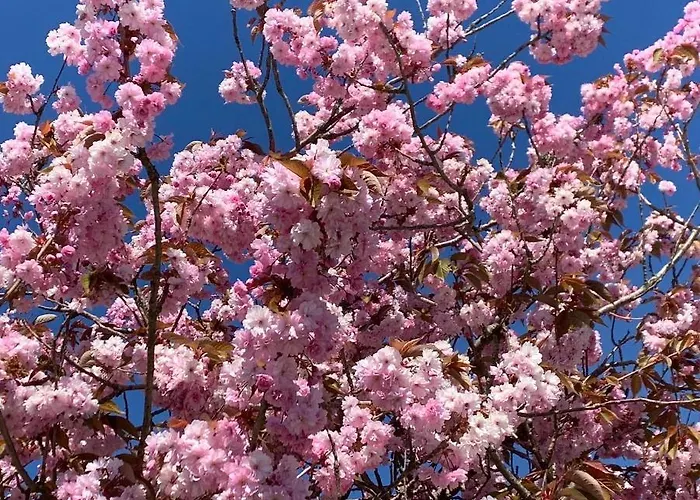 Trysnes Brygge Apart-hotel 4*